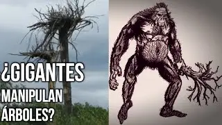 El misterio de los &aacute;rboles al rev&eacute;s y las estructuras de Bigfoot - Criptozoolog&iacute;a