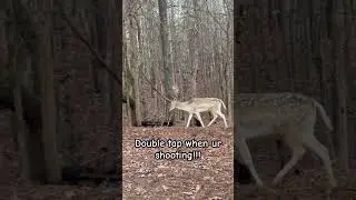 Fallow deer awesome #deer #viral #deerhunting #wildlife #hunting #nature