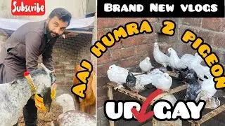 Aaj humre 2 pigeon ur gay😭😭😭😭 brand new vlog