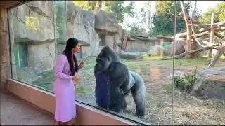 Powerful Silverback Gorilla Interaction That Amazed Zoo Visitors
