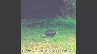 Night Visitor | Kaka's Garden | Bela Balochistan | جنگلی چوہا