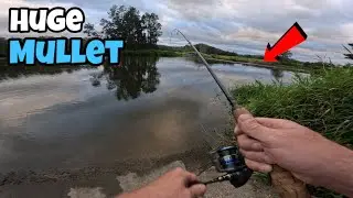 Huge Mullet Caught On Bread | Mulletre horg&agrave;szni keny&eacute;rrel