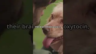 Understanding Dog Emotions: Do They Love Us Like Humans?#shortvideo #dog #facts
