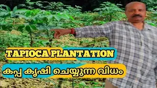 🔥Tapioca plantation in Kerala|Traditional Farming in Aanad Village|Malayalam🔥 കപ്പ കൃഷി 