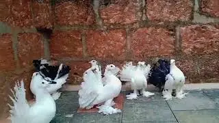 Jitne ka tum sal me  kapra pahnte ho n utne ka to mah kabutar palte hu 🕊️❤️💯🕊️❤️💯