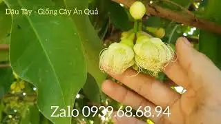 Những lưu ý khi mận xổ nhụy @dautay-giongcayanqua7376