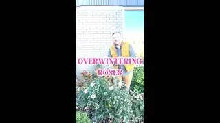 How to Overwinter Roses