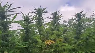 Dr. Blaze Mac1