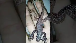 toy kids lizard 10rs