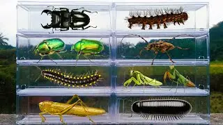 I am catching for insects in the garden I found a Caterpillar, Praying Mantis, Giant Millipede