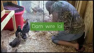 MOVING DAY | New Chicks to their NEW COOP