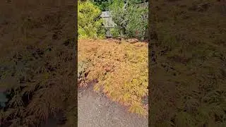 Amazing Orange red Japanese maple 'Otto's Dissectum' -Watch more  ⁨@amazingmaples⁩  container garden