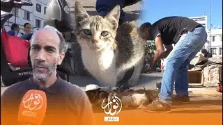 شاب مغربي يخلق جمعية لرعاية القطط و يتجول بأنحاء مدينة الدار البيضاء لمساعدتها
