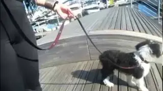 Doodle walks over Wavedeck