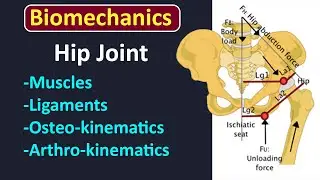 Biomechanics of hip joint LEC_2 #biomechanics