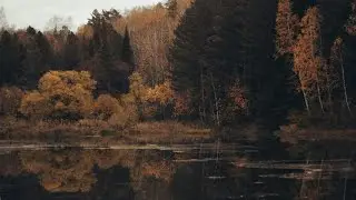 falling leaves and gentle sadness | dark academia playlist