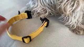 Made to ROAM Premium Dog Collar - Adjustable Heavy Duty Nylon Collar Review