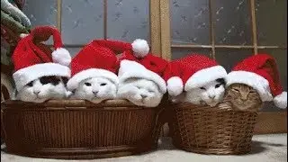 Christmas Cats Compilation 2017 | Funny Cats