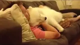 Cane cerca coccole
