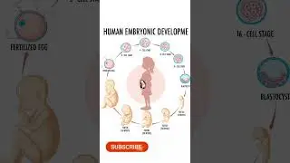 Human embryonic development #pregnancy #babydevelopmentmilestones #momtobe #pregnant