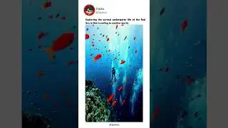 Exploring the surreal underwater life of the Red Sea is like traveling to another world | #redsea