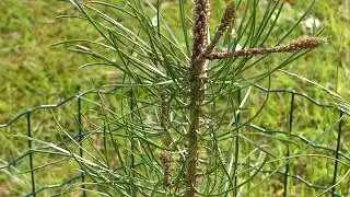 Pinus pinaster Aiton