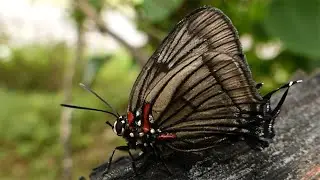 inseto BORBOLETA SILVESTRE fauna brasileira sertaneja floresta ombr&oacute;fila paran&aacute; brazilian brazil