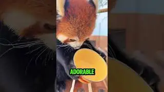 5 Adorable Facts About Red Pandas 🦊🐾
