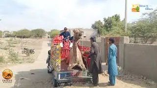 Camel Being Transported to Market 🐪🚛 | Rural Life & Animal Trade | Viral Animal @Desert_Dunes2481 