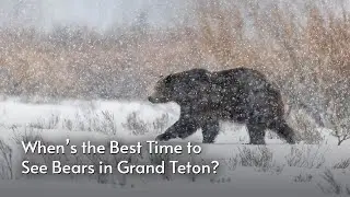 When's the Best Time to See Bears in Grand Teton and Yellowstone?