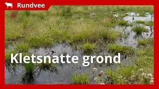 Melkveehouder over natte omstandigheden: 'Eerste snede niet overal gemaaid'