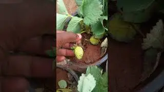 Only chirala 🌱 new arrivals in asritha garden chirala #strawberry#chirala #gardens