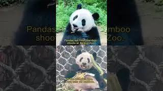 yaya is sick #savepanda #saveanimals #saveyaya