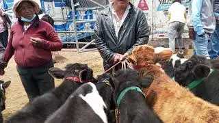 feria ganadera de la ciudad de Tungurahua  Ambato  Ecuador...