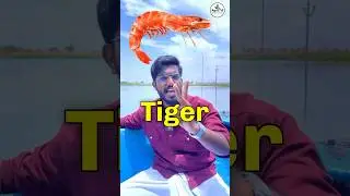 Shrimp Farming 🦐in Andhra Pradesh 🔥￼ | ￼ #farming #bubut ine#travel #shorts