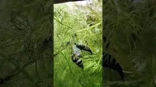 Assassination Snail feeding on Shrimp Shell. Full Video Link in the Description
