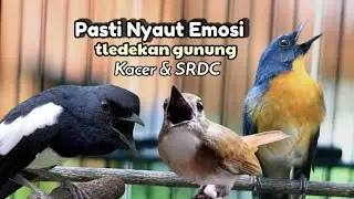 TLEDEKAN GUNUNG FULL NGEROLL MERANGSANG EMOSI KACER DAN SRDC