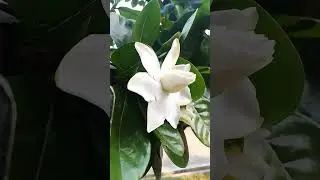 Gandhraj flower plant#fragrant flowering plant#gardenia plant#nature#shorts