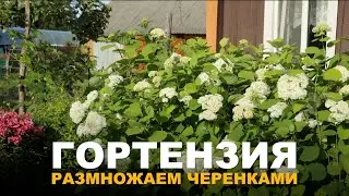 СВОИ САЖЕНЦЫ МЕТЕЛЬЧАТОЙ ГОРТЕНЗИИ БЕЗ СЛОЖНОСТЕЙ. Простой способ размножения метельчатой гортензии.