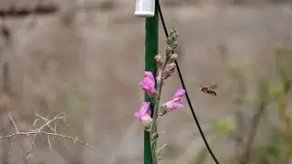 Can Plants Hear Their Pollinators?
