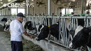 Dairy producers dodge U.S. tariffs, but say there&rsquo;s still a big battle ahead