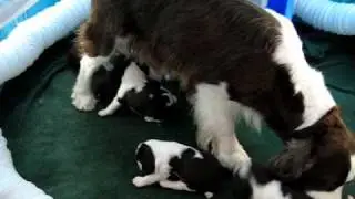Flora's puppies WANT to NURSE!