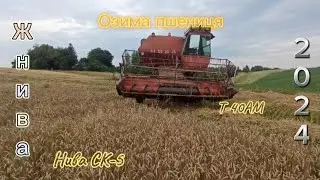Жнива 2024🔥 Молотим озиму пшеницю🌾 Нива СК-5 та Т-40АМ