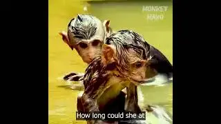 Baby monkey Maddix up hand asking for help during swimming with brother in deep water