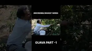 Growth biz #guava  #business#import #export  #india #trending #b2b #bharat #incredibleindia