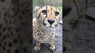 Do you know how deeply emotional cheetahs are? #animal #cheetah #wildanimals #cheetahs