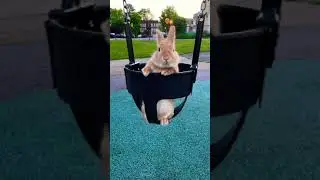 A bunny on a swing | Leo the Bunny