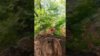 #galler # viral video #animals  #cute #bolleywoodsong #song #hindisong #love fullpatiyasweetvideo