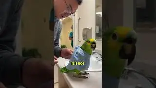 Попугай жарит свою больничную рубашку! 🤣