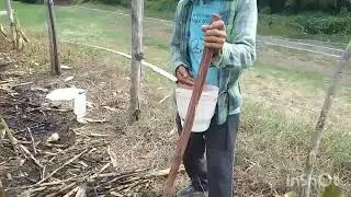 sembrando frijol
